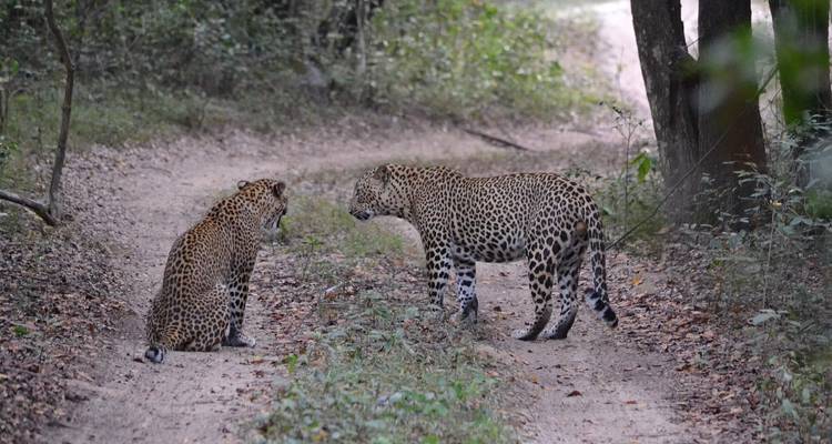 8 jours pour découvrir les merveilles de la faune et de la flore du Sri Lanka - STM Tours LLC 2