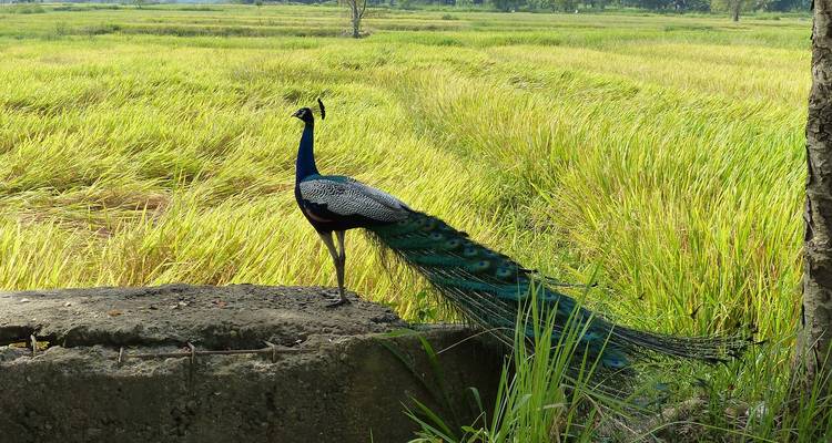8 jours pour découvrir les merveilles de la faune et de la flore du Sri Lanka - STM Tours LLC 3