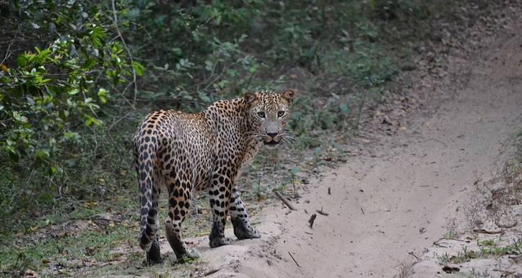 8 jours pour découvrir les merveilles de la faune et de la flore du Sri Lanka - STM Tours LLC 6