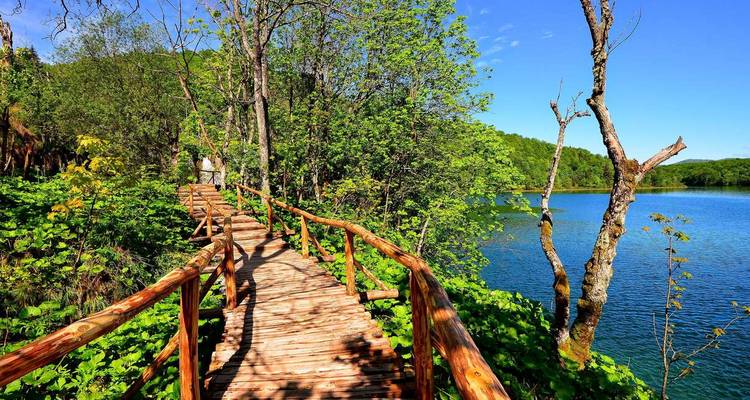 Wooden walkway through lush greenery next to a lake.