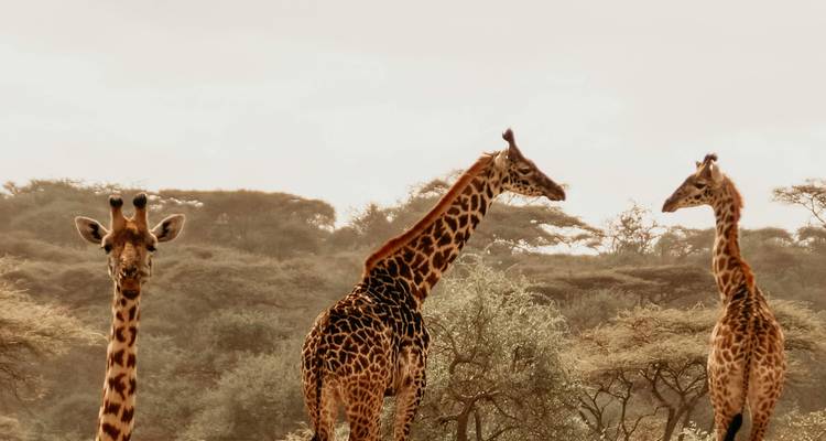 From Livingstone (Zambia): 1-Day Chobe National Park Wildlife Adventure - Lochinvar Safaris 4