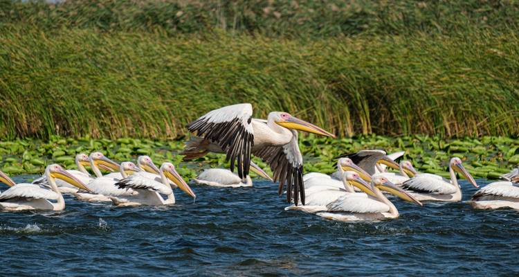 From Livingstone (Zambia): 1-Day Chobe National Park Wildlife Adventure - Lochinvar Safaris 6