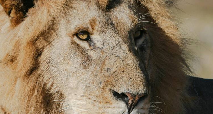 From Livingstone (Zambia): 1-Day Chobe National Park Wildlife Adventure - Lochinvar Safaris 1