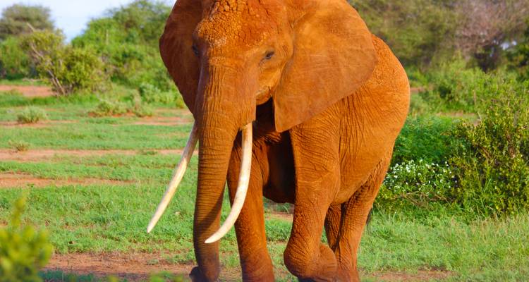 From Livingstone (Zambia): 1-Day Chobe National Park Wildlife Adventure - Lochinvar Safaris 8