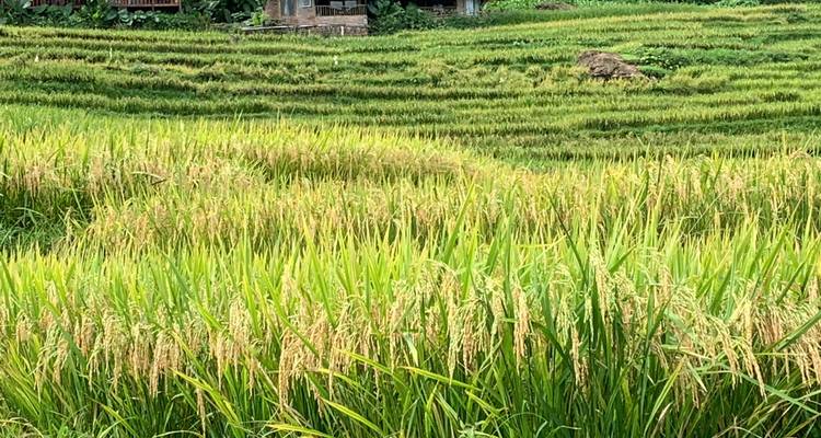 Vietnam del Norte 8 Días De la Montaña al Mar (Hanói - Mai Chau - Pu Luong - Ninh Binh y Bahía de Lan Ha) - Asia Focus Travel 3