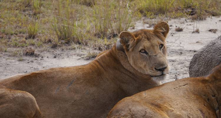 9 Days Rwanda – Uganda primates and wildlife - Rwanda Eco Company and Safaris  5