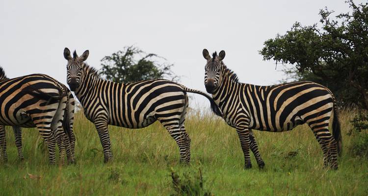 9 Days Rwanda – Uganda primates and wildlife - Rwanda Eco Company and Safaris  1