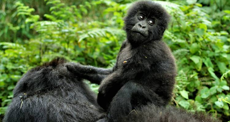 9 Days Rwanda – Uganda primates and wildlife - Rwanda Eco Company and Safaris  2