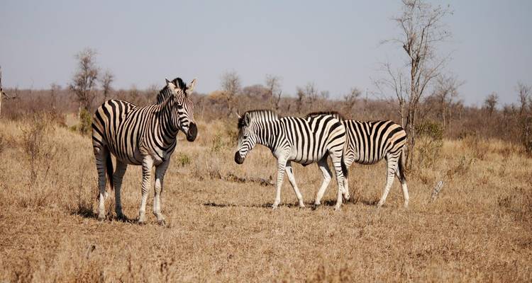 Los Cinco Grandes y Las Poderosas Cataratas: Sudáfrica y Zimbabue - Wanderful Holidays LLC 2