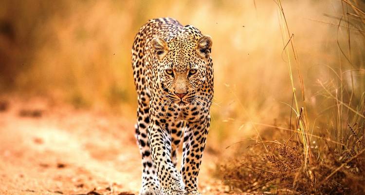 Los Cinco Grandes y Las Poderosas Cataratas: Sudáfrica y Zimbabue - Wanderful Holidays LLC 1