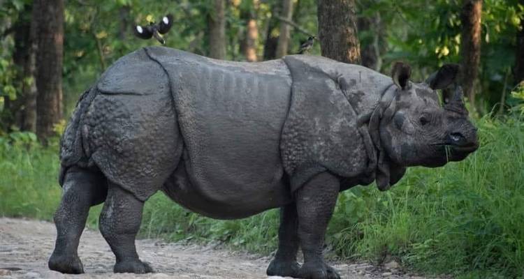 Excursión de Rastreo de Tigres en Bardia - Friendship Nepal Tours & Travels P. Ltd. 1