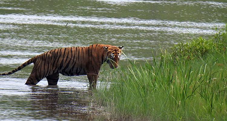 Excursión de Rastreo de Tigres en Bardia - Friendship Nepal Tours & Travels P. Ltd. 2