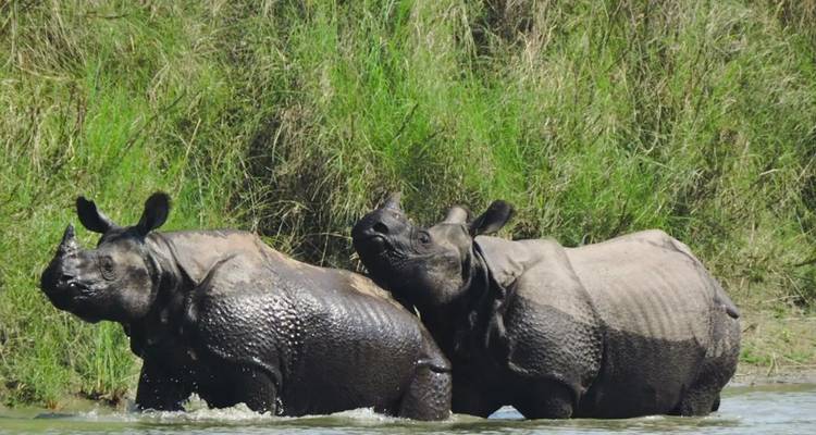 Excursión de Rastreo de Tigres en Bardia - Friendship Nepal Tours & Travels P. Ltd. 3