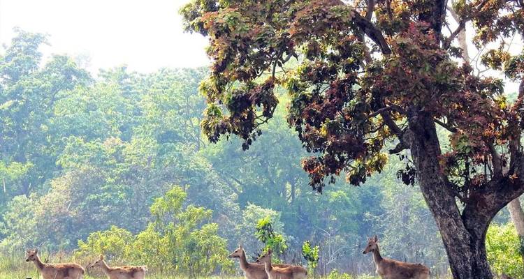 Excursión de Rastreo de Tigres en Bardia - Friendship Nepal Tours & Travels P. Ltd. 4
