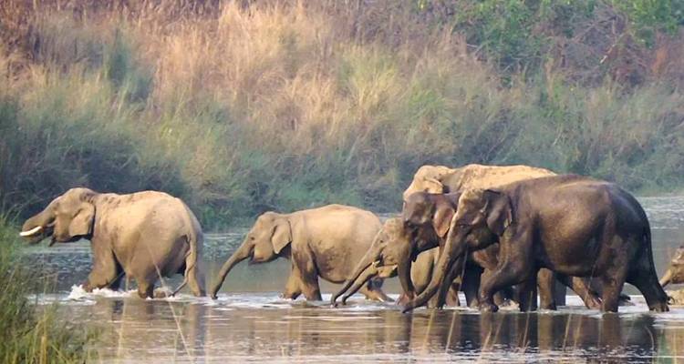 Excursión de Rastreo de Tigres en Bardia - Friendship Nepal Tours & Travels P. Ltd. 6