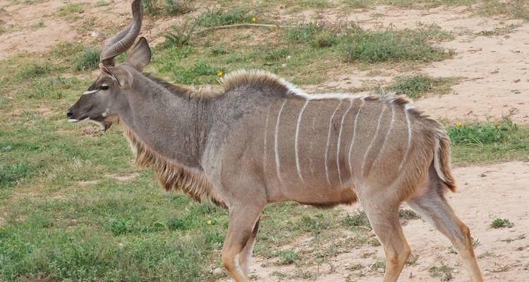 1 jour d'observation du parc national de Hwange au départ de Livingstone, Zambie - Lochinvar Safaris 4
