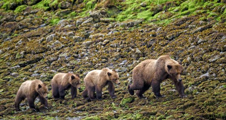 In the rainforest of the Great Bear - DIAMIR Erlebnisreisen 5