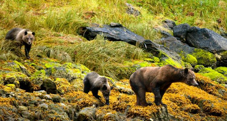 In the rainforest of the Great Bear - DIAMIR Erlebnisreisen 1
