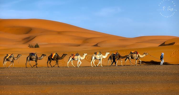 Caravan of camels led by a person in the desert.