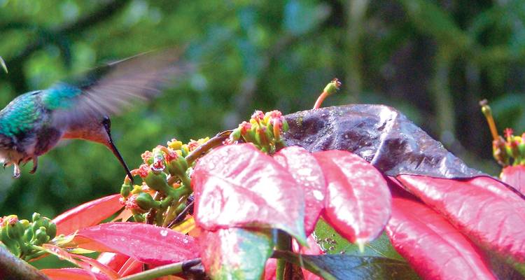Gros plan d'un colibri se nourrissant de fleurs éclatantes.