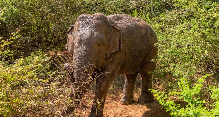 L'essentiel du Sri Lanka (7 destinations) - Intrepid Travel 8