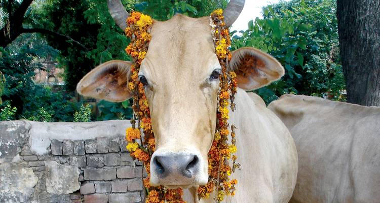 Cow adorned with a floral garland standing in front of a brick wall.