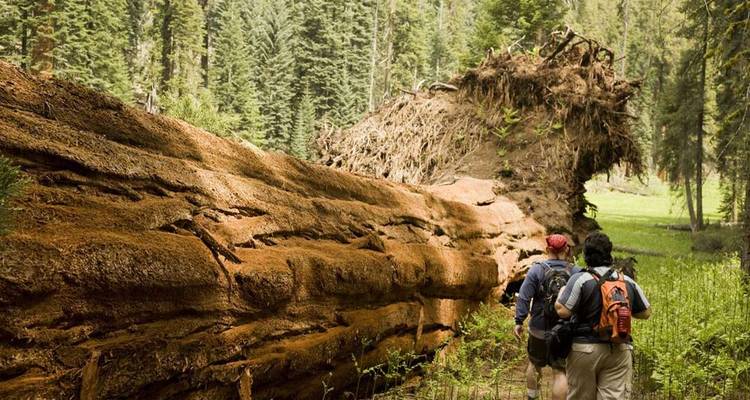 Les meilleurs parcs nationaux de Californie - Intrepid Travel 8