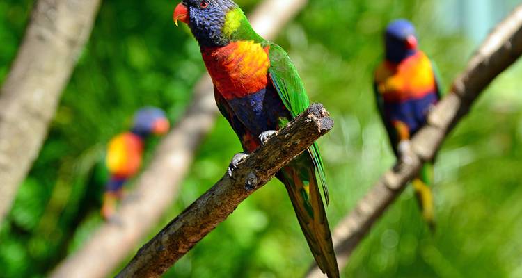 Des loriquets colorés perchés sur une branche.