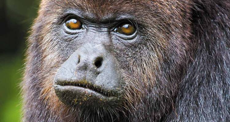 Gros plan sur le visage d'un singe contemplatif.