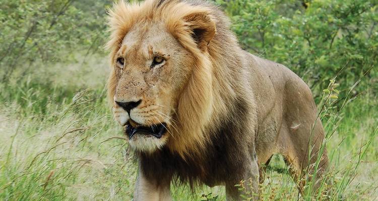 Kruger & Cape Town Short Break by Plane - Intrepid Travel 2