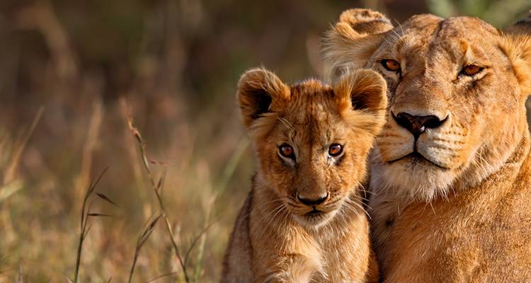 Kruger & Cape Town Short Break by Plane - Intrepid Travel 4