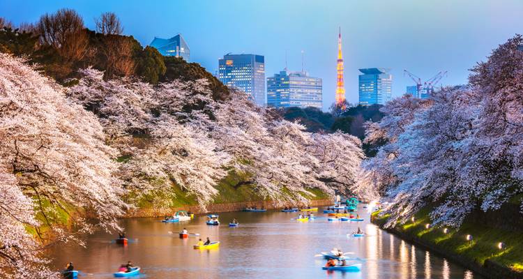 Kajakkers peddelen onder bloeiende kersenbloesems in Tokyo's Chidorigafuchi-gracht bij schemering met de skyline van de stad op de achtergrond.