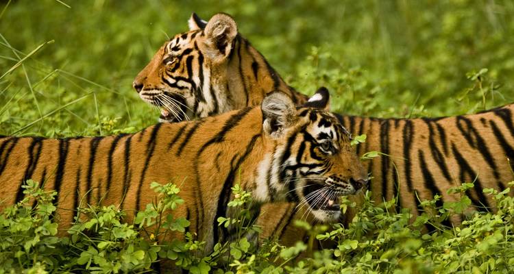 Premium Inde et Sri Lanka - Intrepid Premium 9