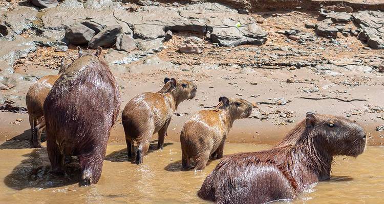 Familie nasser Wasserschweine watet durch seichten schlammigen Fluss in üppiger Amazonas-Umgebung.
