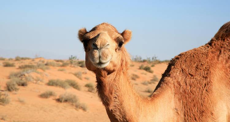 Abu Dhabi Explorer From Dubai (5 Star) - 3 days - On The Go Tours 8