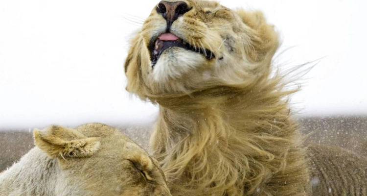 Safari presupuestado de 3 días en Tanzania (Tarangire, Ngorongoro y Parque de las Serpientes Meserani) - Kilingeadventures 2