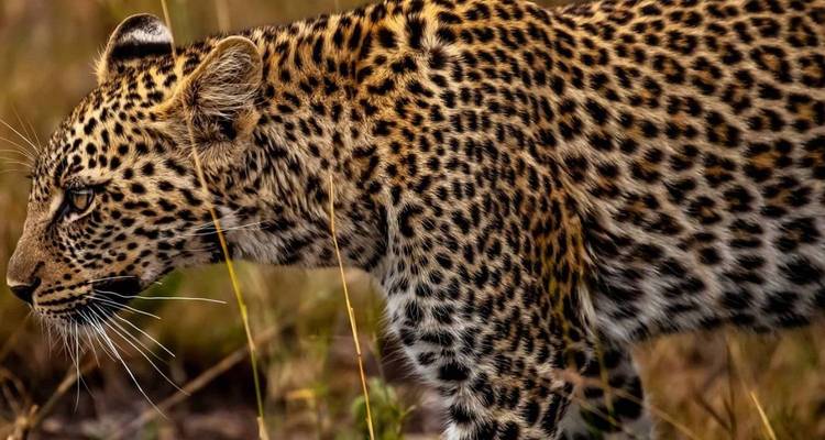 Safari presupuestado de 3 días en Tanzania (Tarangire, Ngorongoro y Parque de las Serpientes Meserani) - Kilingeadventures 3
