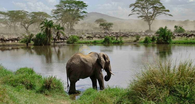 Safari presupuestado de 3 días en Tanzania (Tarangire, Ngorongoro y Parque de las Serpientes Meserani) - Kilingeadventures 4