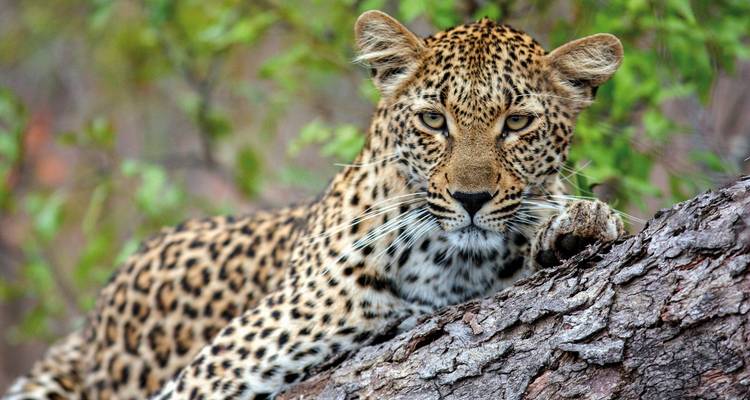 Close-up of a leopard on a tree, looking alert.
