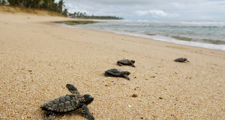 Des bébés tortues se frayant un chemin à travers une plage de sable vers l'océan.