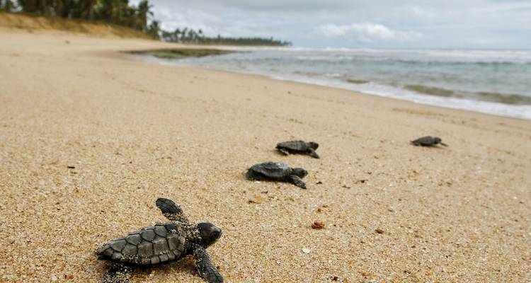Varios bebés tortuga marina se arrastran por una playa arenosa hacia las olas del océano bajo un cielo nublado.
