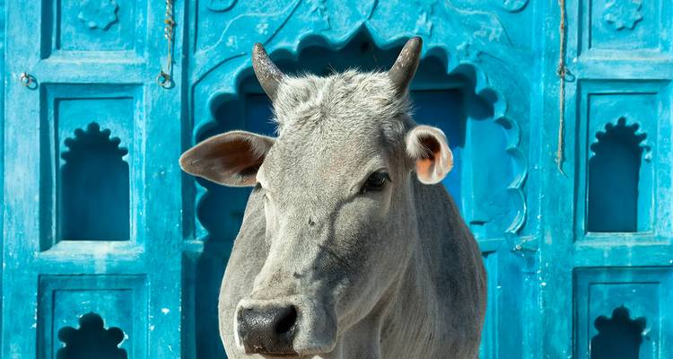 Close-up of a sacred cow standing before an ornate blue doorway in India, captured in sharp detail.