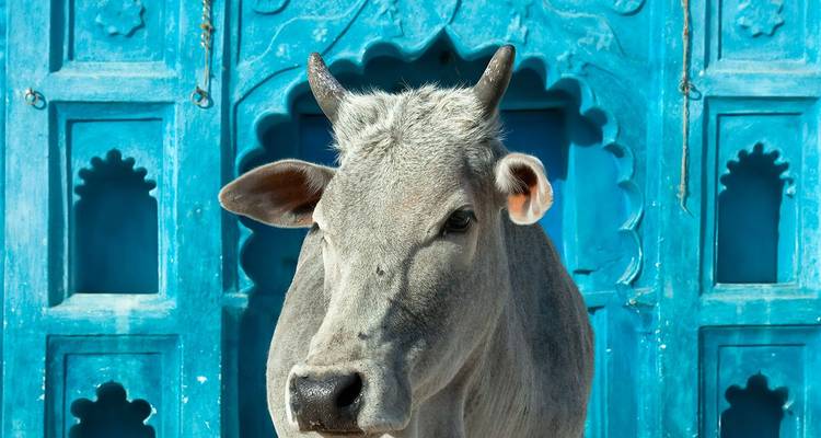 Sacred grey cow standing calmly before a vivid turquoise doorway with ornate carvings.