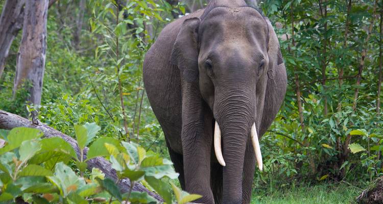 Bangalore, Mysore & Nagarhole - 8 days - On The Go Tours 2