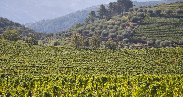 Douro Wine Region Hike Tour – Self Guided - Pedalquest Tours 1