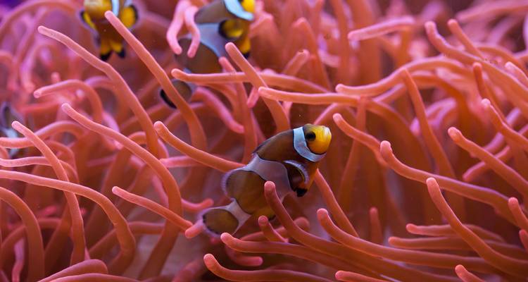 Lo mejor de Cairns, gran Barrera de Coral y Daintree (16 destinations) - Intrepid Travel 7