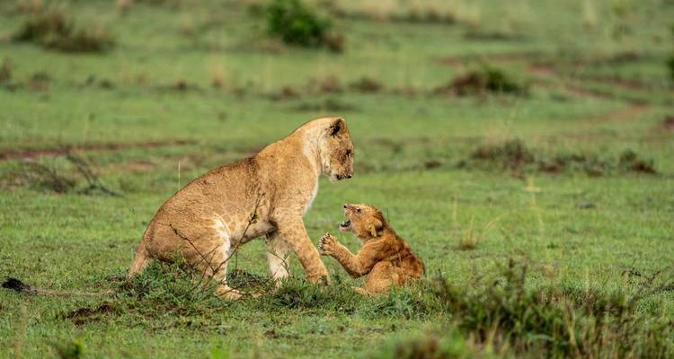 Lionne jouant avec un petit dans l'herbe.