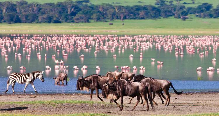 Zèbre et gnou au bord d'un lac parsemé de flamants roses.