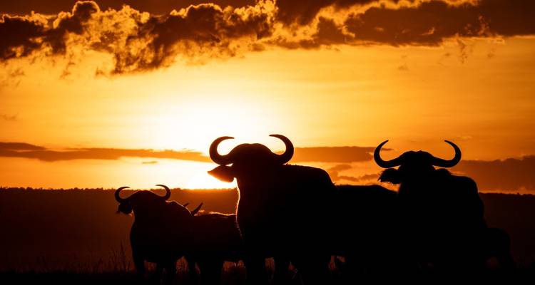 Silhouettes de bisons contre un coucher de soleil vibrant.