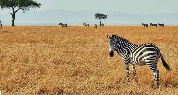 Excursión de 6 días al Monte Kenia con Safari de Fauna Salvaje en la Reserva de Caza de Samburu 2025 - CKC Tours & Travel 3